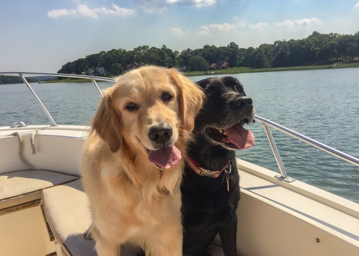 yellow and black lab on a boat 